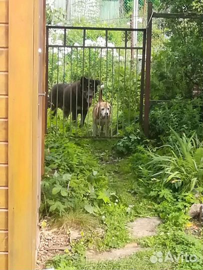 Отдам в добрые руки