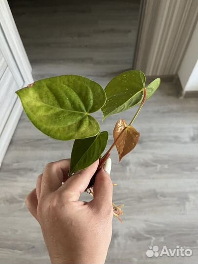 Антуриум красный