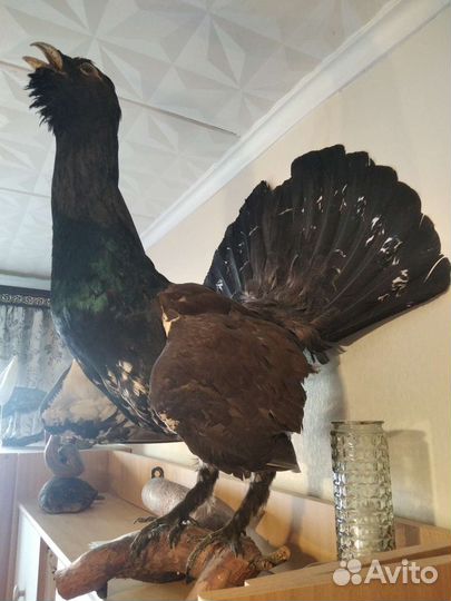 Чучело глухаря