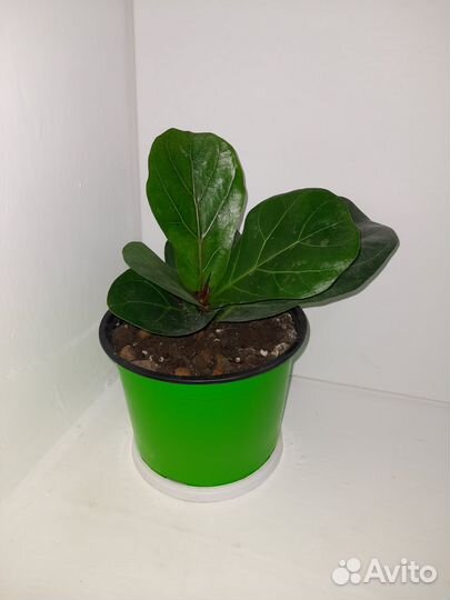 Фикус лирата