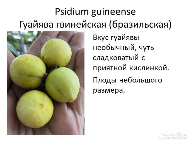 Псидиум гуайява