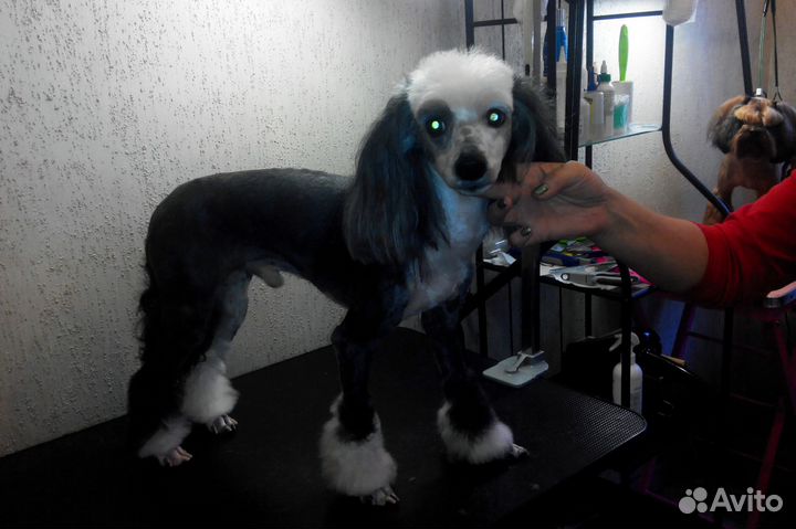 Стрижка собак, уз чистка зубов