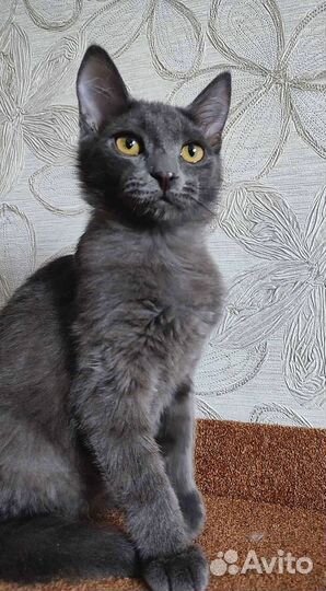Котик, 4 месяца