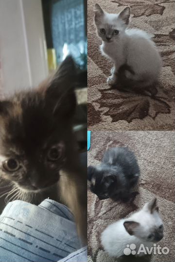 Кошка в дар бесплатно