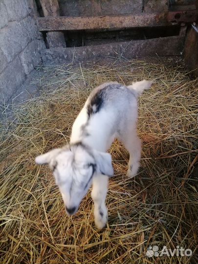 Козел ламанча