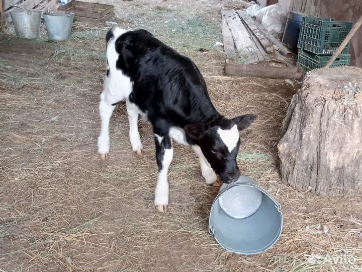 Теленок (бычок)