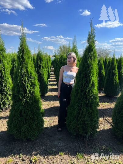 Туя колумна с гарантией приживаемости