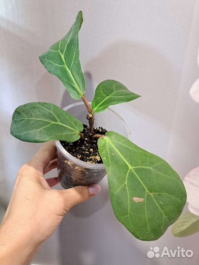 Комнатные растения