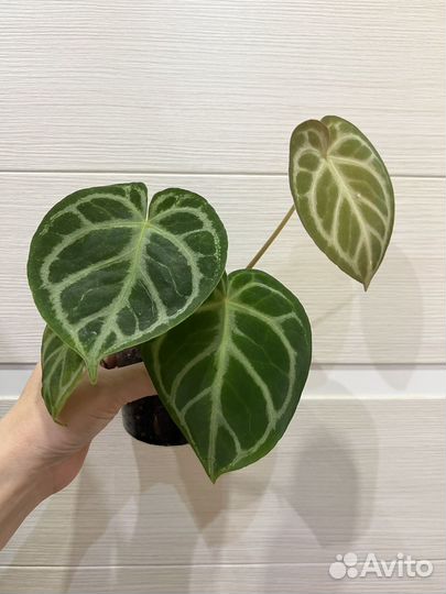 Антуриум Сильвер Блаш