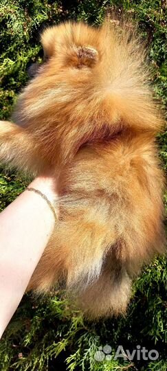 Померанский шпиц Мини