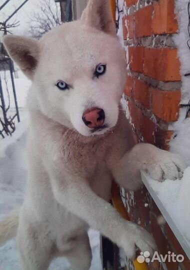 Щенки хаски