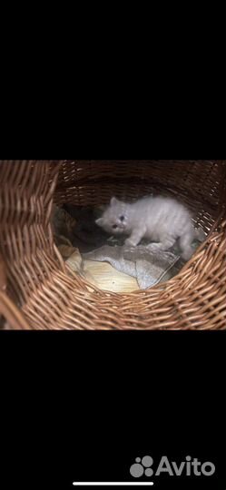 Котята в добрые руки бесплатно