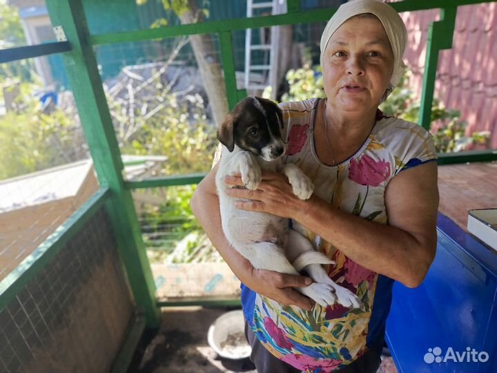 Отдам бесплатно в добрые руки щенков. Выбирайте