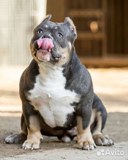 Амбулли micro pocket девочка