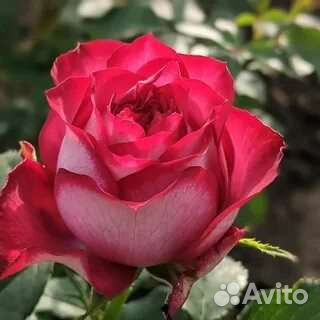 Роза эсмеральда