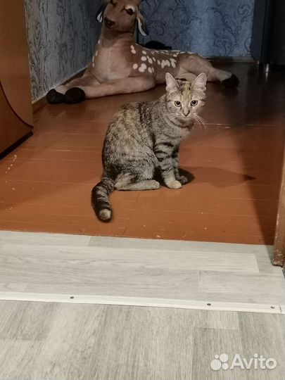 Кошка