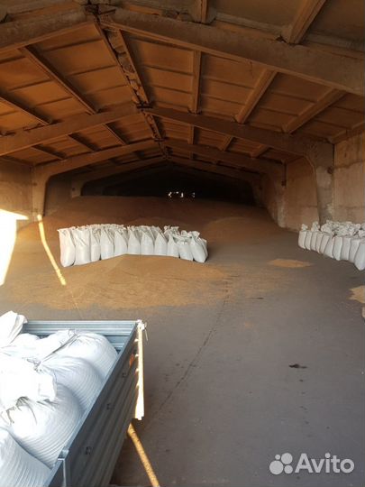 Цельнозерновая мука и био зерно Шугурова