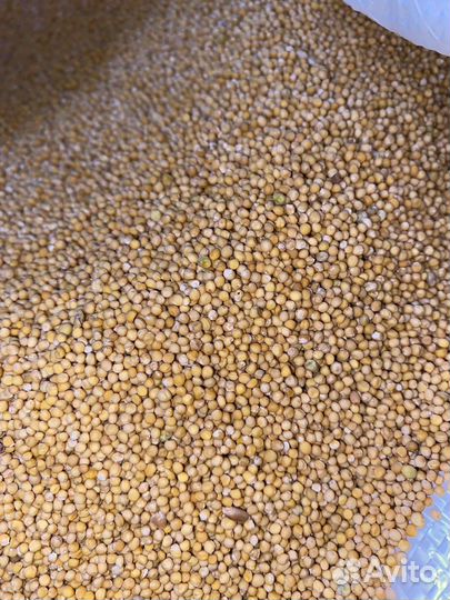 Горчица белая семена