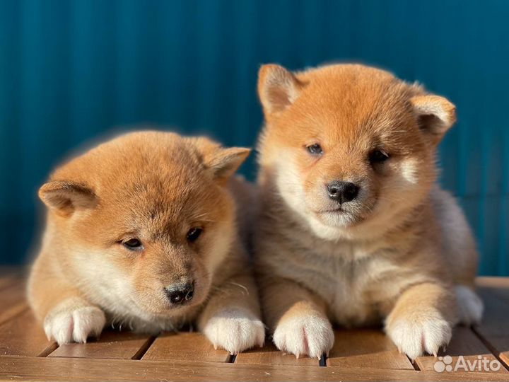 Щенки сиба шиба ину