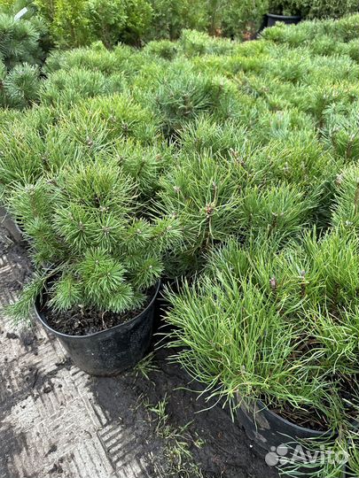 Сосна горная Мугус
