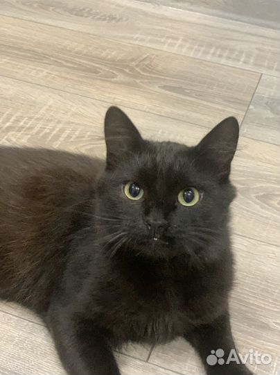 Котик в добрые руки