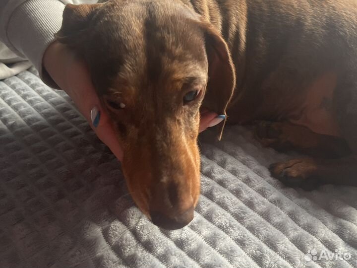 Вязка Такса мраморная миниатюрка (кобель)