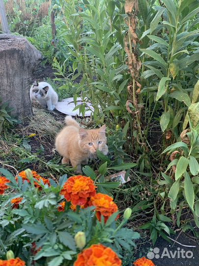 Котенок рыжий тигр, мальчик