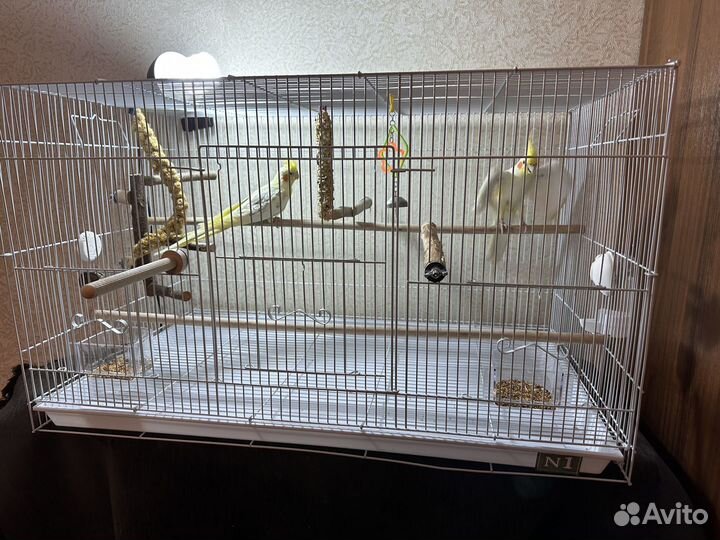 Попугай корелла с клеткой