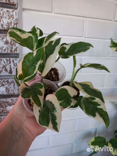 Эпипремнум Н-джой