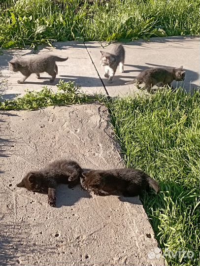 Отдам в добрые руки