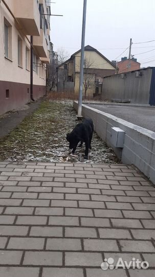 Лабрадор потеряшка