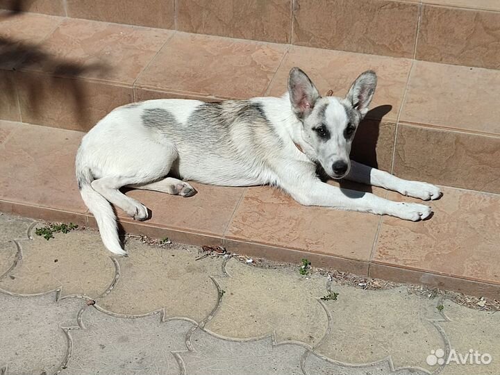 Щенок девочка в добрые руки с будкой