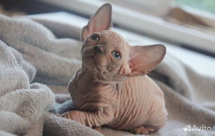 Канадский сфинкс