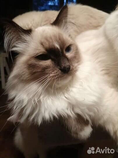 Котенок рэгдолл от Чемпионов