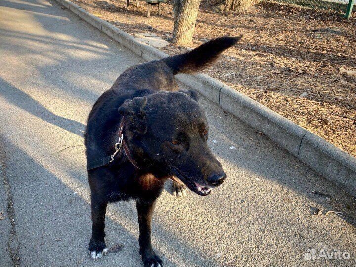 Собака в добрые руки