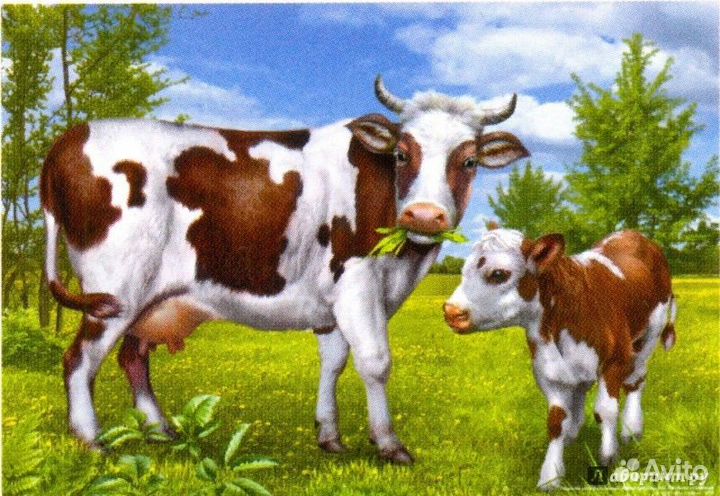 Корова и телята