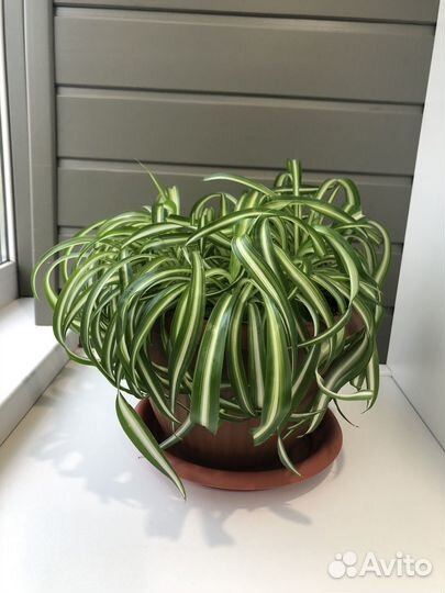 Хлорофитум