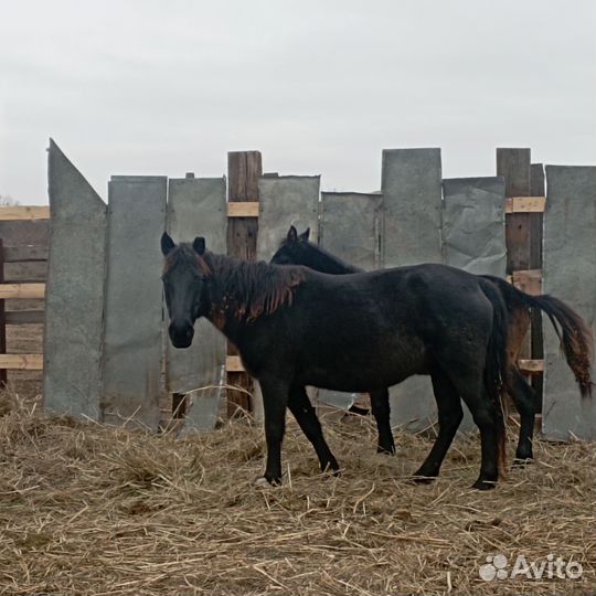 Лошади