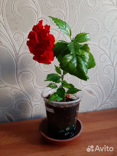 Комнатные растения