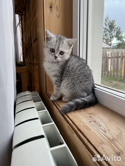 Британские котята