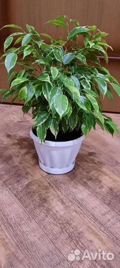 Фикус бенджамина