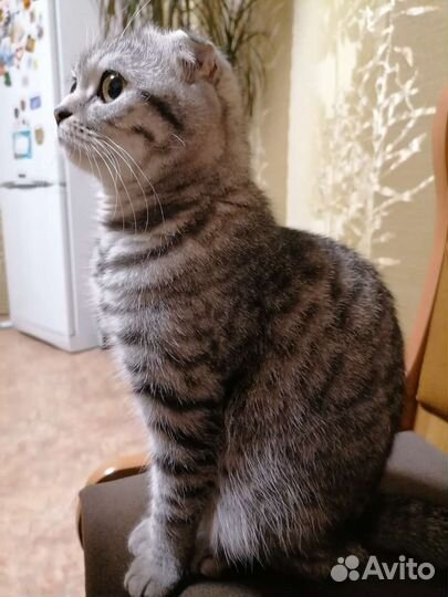 Кошка в добрые руки