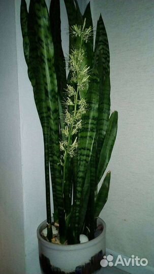 Сансевиерия