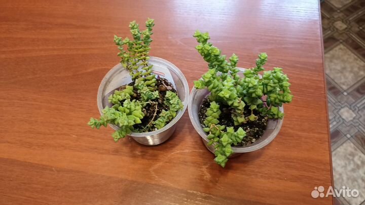 Пилея пеперомиевидная, Крассула перфората