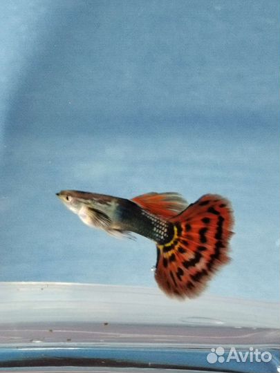 Гуппи Красная гвоздика, Мозаика устойчивой породы