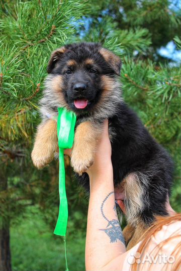 Щенки немецкой овчарки доставка по россии