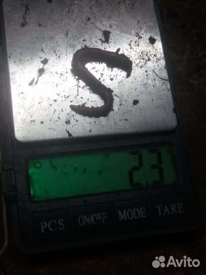 Червь дендробена