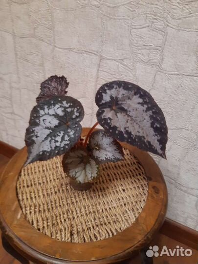 Бегония декоративно лиственная