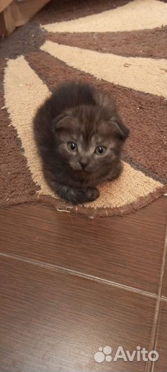 Мальчик ищет дом