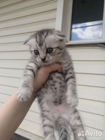 Шотландская